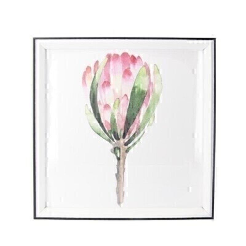 Protea Framed Square Print By Gisela Graham This small square print of a Protea comes mounted in a small white frame. It would suit any home decor and would make a lovely gift.  Made by London based designer Gisela Graham who designs really beautiful gifts for your home and garden. Matching prints are also available.